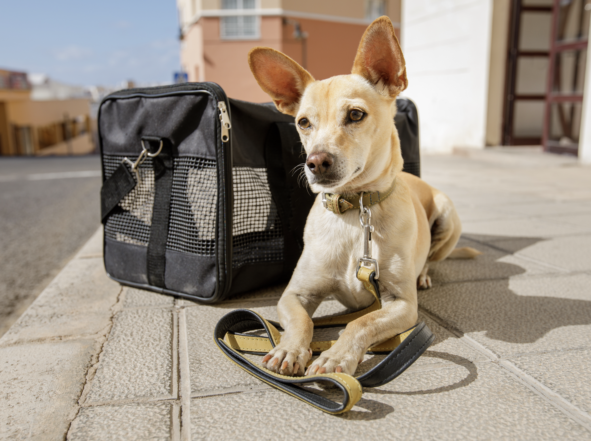 chihuahua dog in transport bag or box ready to travel as pet in cabin in plane or airplane as a passanger