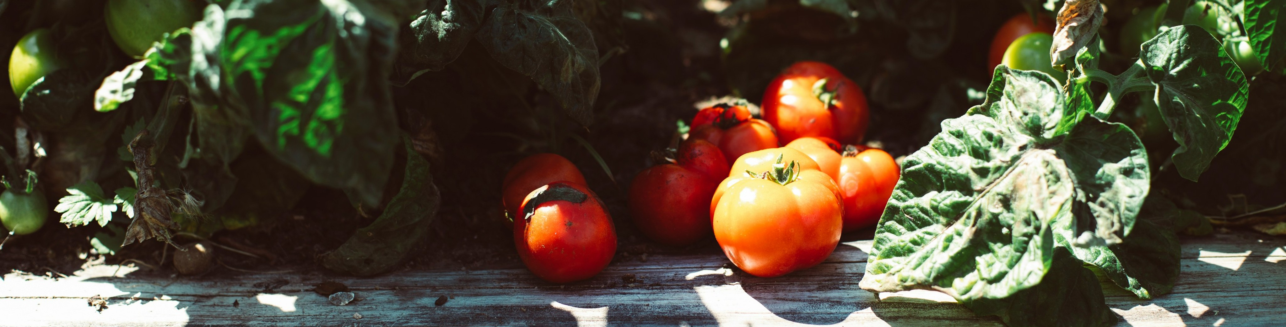 Hochbeet anlegen: So geht das im Garten und auf dem Balkon! Rote Tomaten im Vordergrund