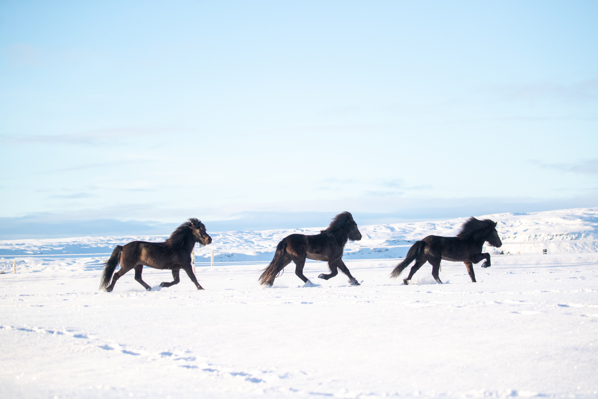 Horses of Iceland, Icelandic Horses
