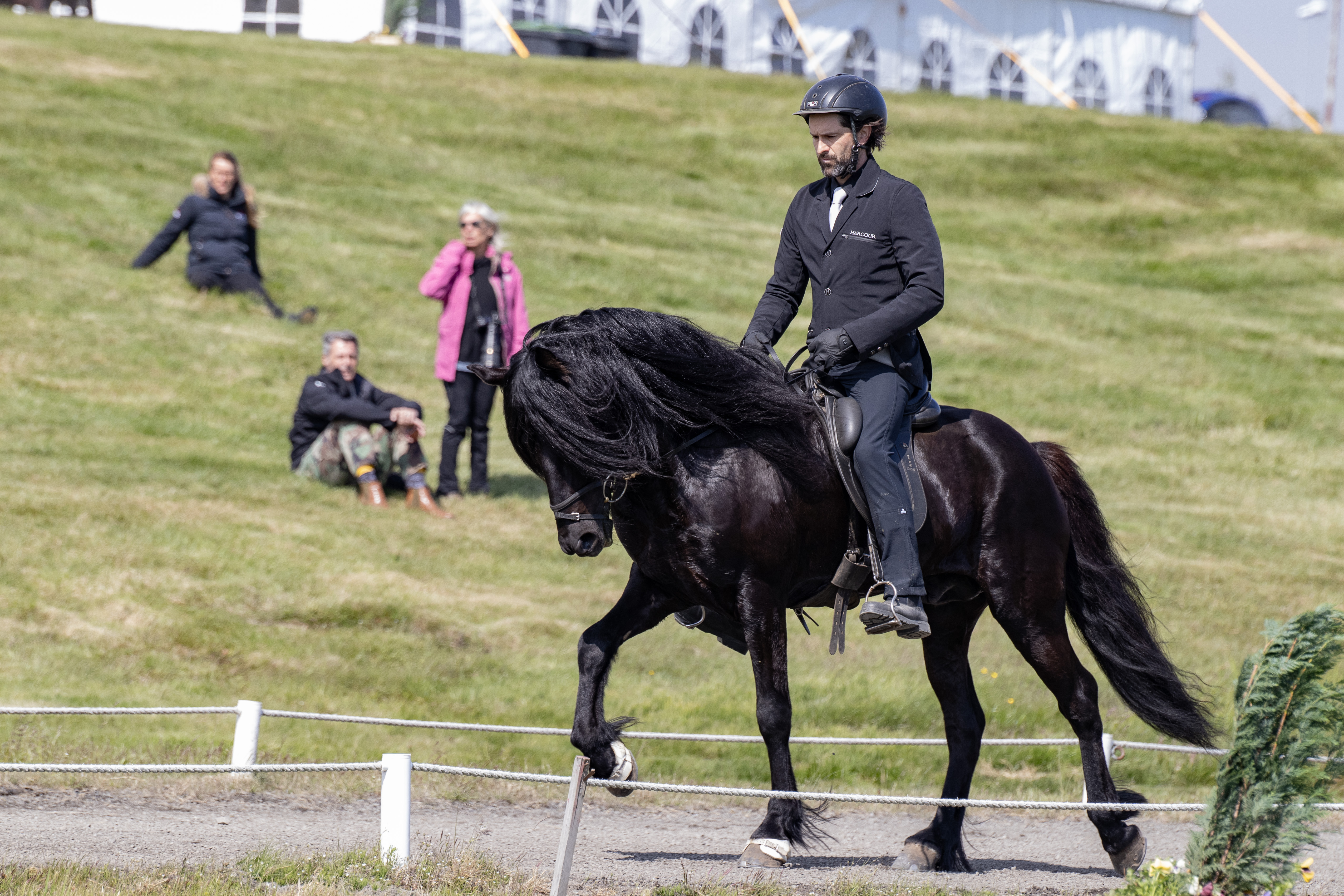 An Icelandic horse at walk during a breeding evaluation
