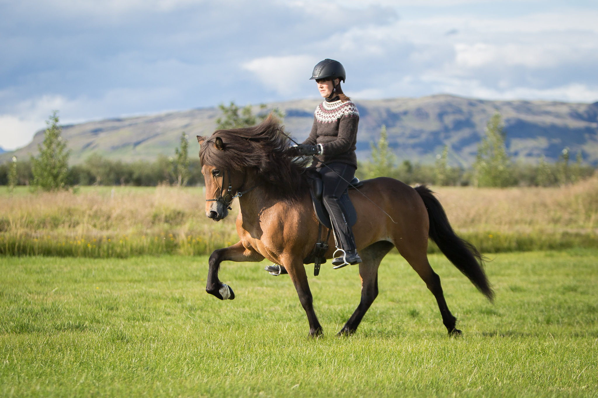 An Icelandic horses in tölt in beautiful Icelandic nature