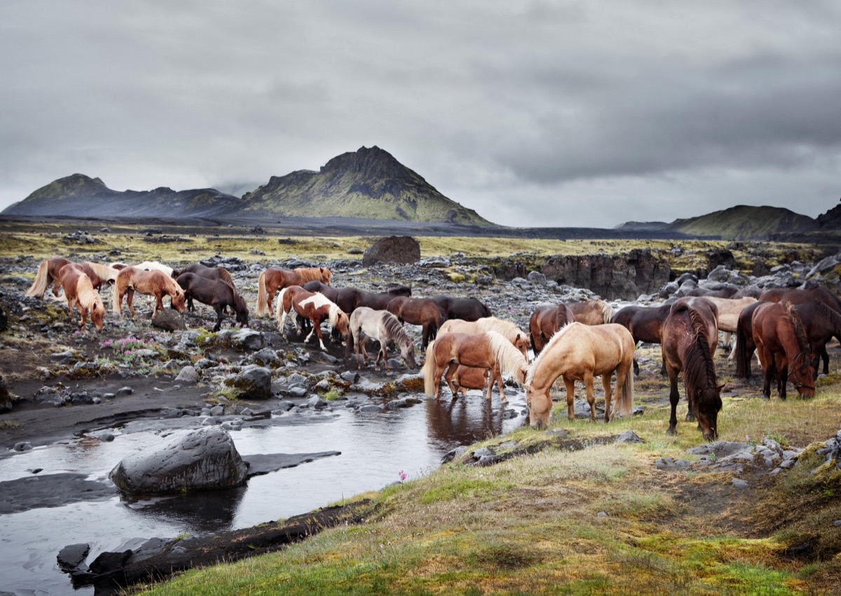 Horses in Iceland