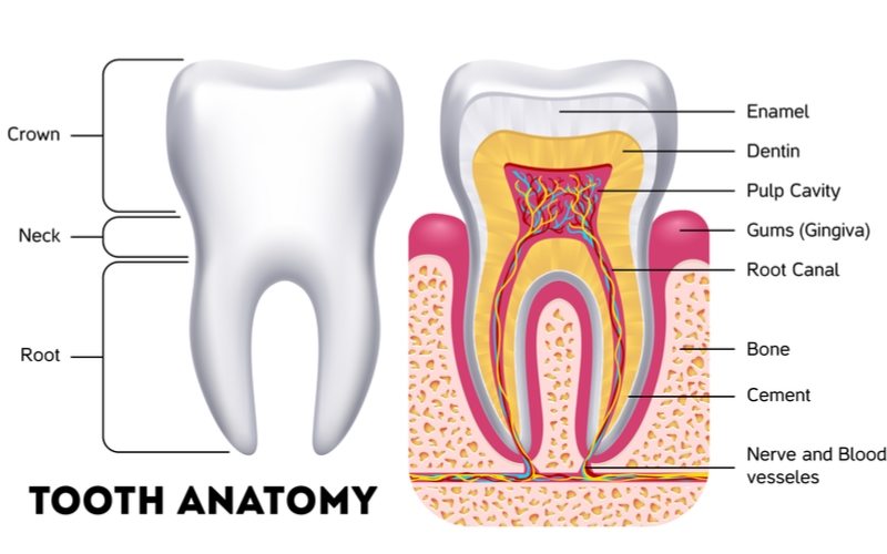 Tooth Anatomy Diagram