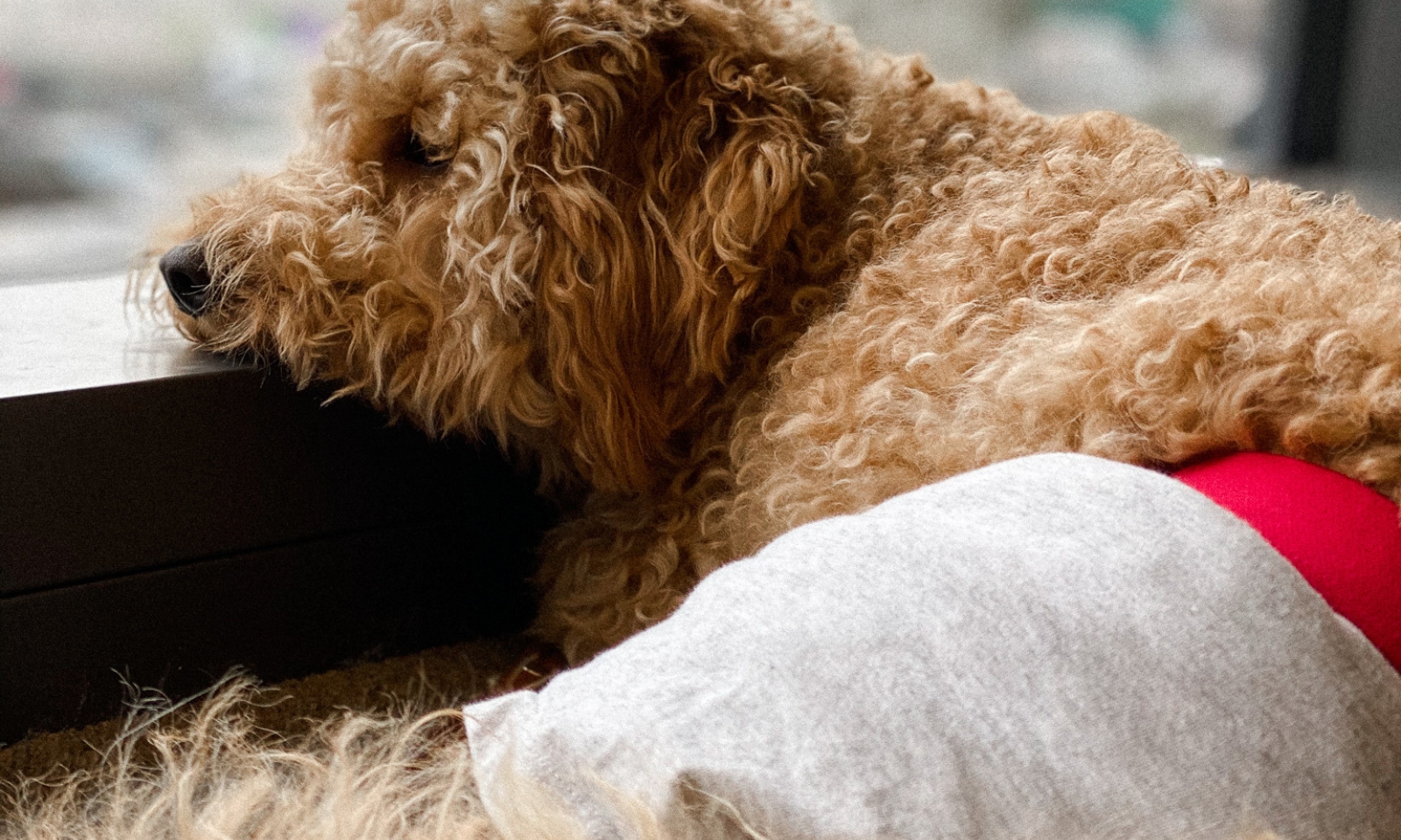 Hund liegt auf dem Boden mit einer Läufigkeitshose