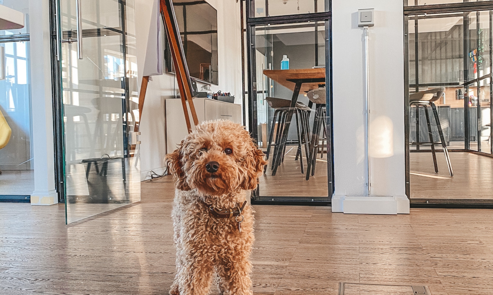 Ein Hund, der in einem Büro steht