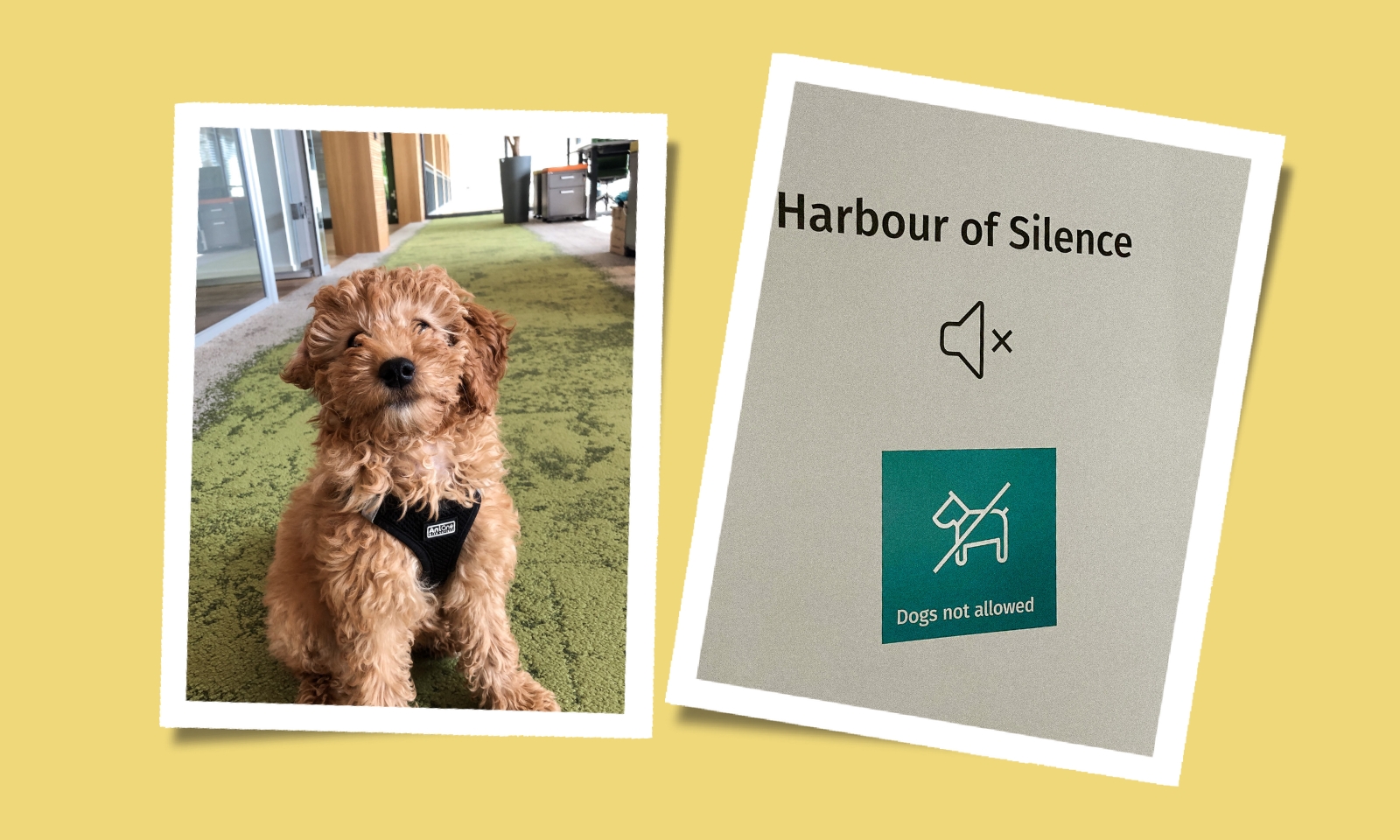 Collage mit einem Goldendoodle Welpen