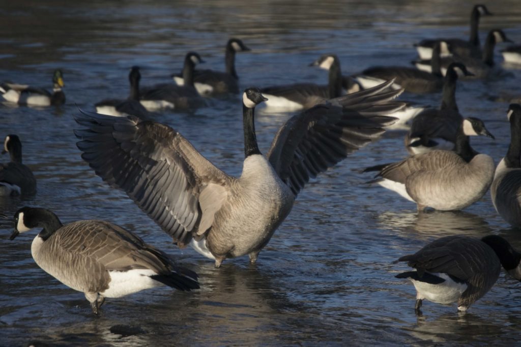 Canadian Goose