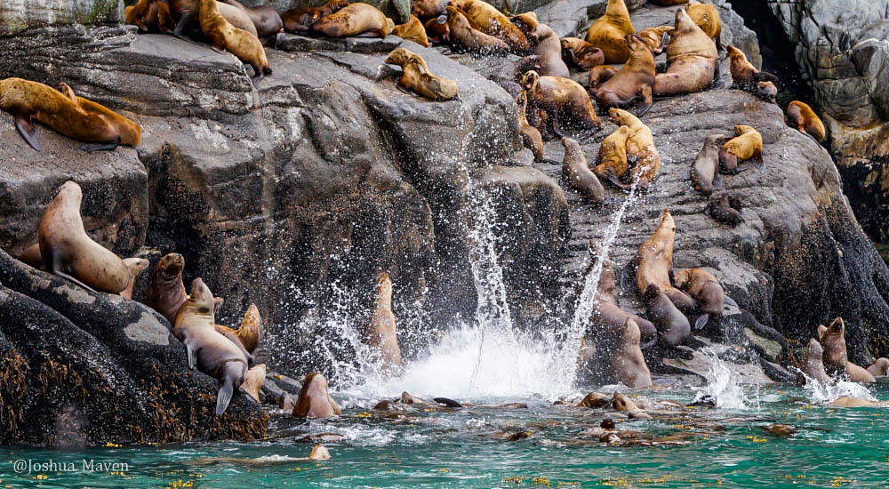 Stellar sea lions are an endangered species of the North Pacific. Males can grow up to 11 feet in length and weight 2,,500 pounds.