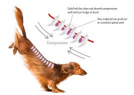 K9 SWiM - Intervertebral Disc Disease in Dogs (IVDD)