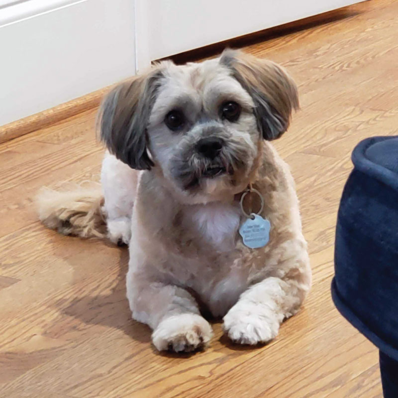 Dog lying on the floor and looking at the camera