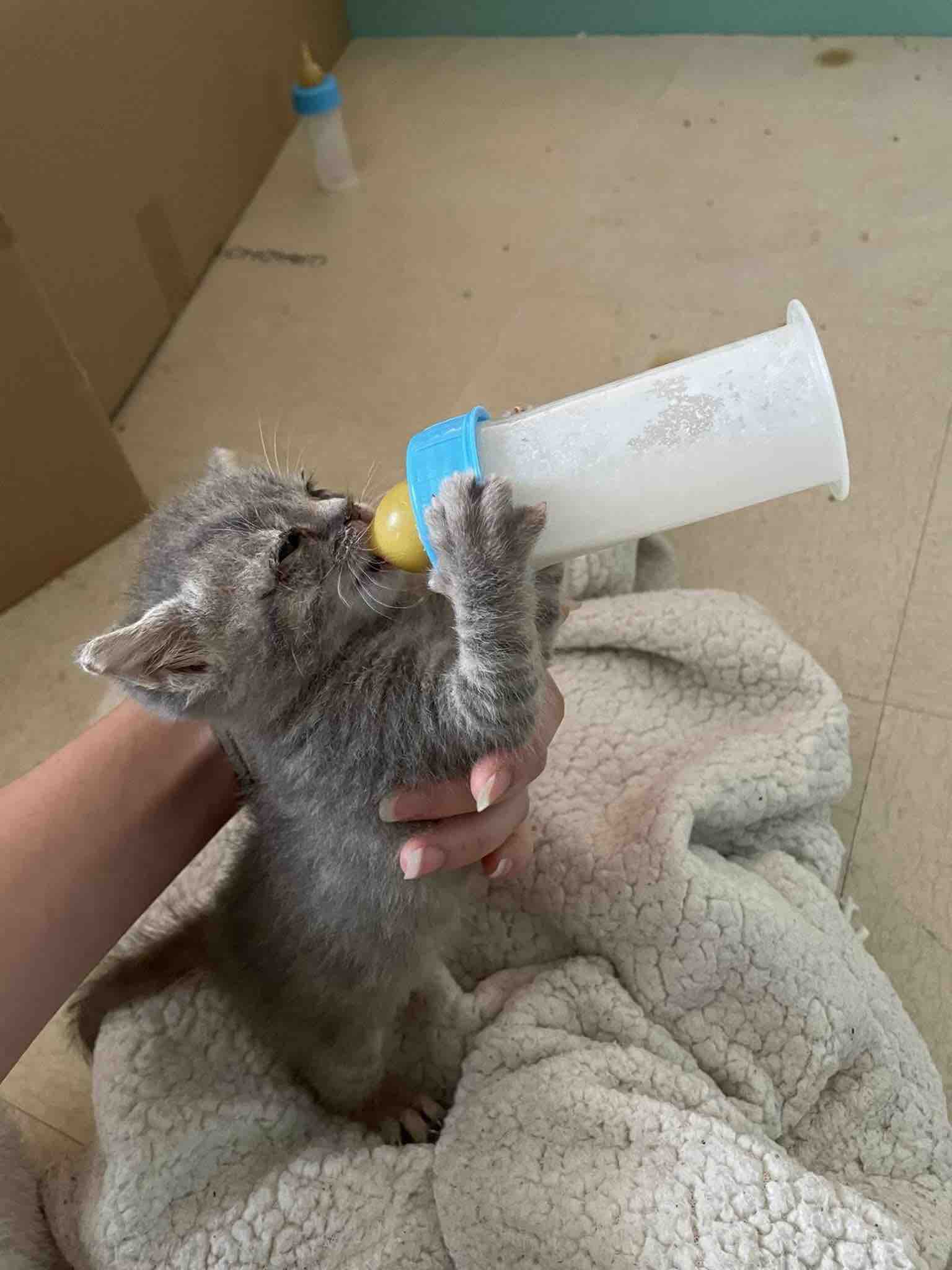 Les gendarmes de la brigade de Gannat se sont relayés pour nourrir et soigner les quatre chatons.