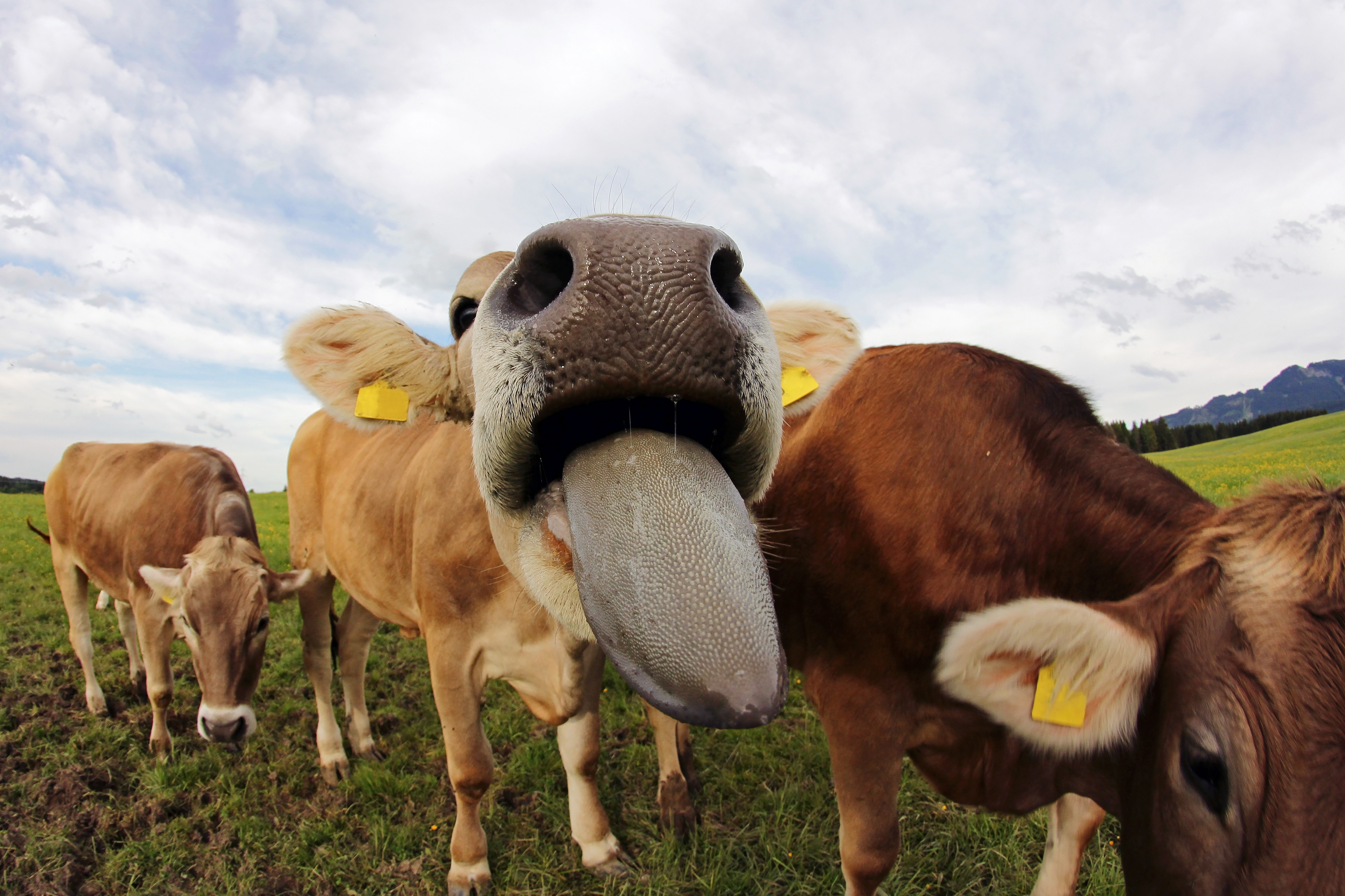 Cows can be a part of the climate solution