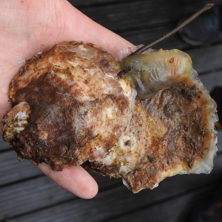 A close up shot of a native oyster in a person's hand.