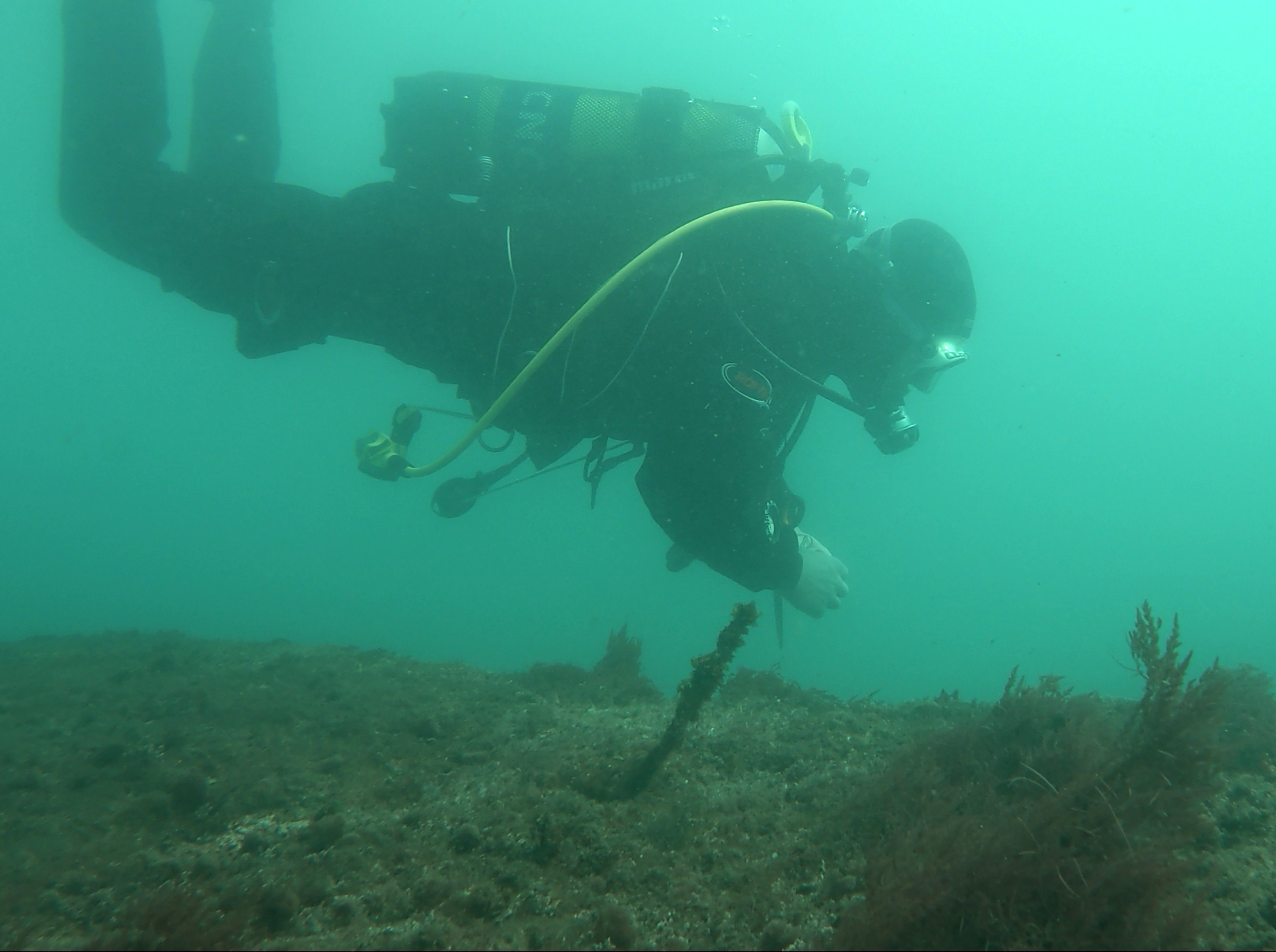 diver monitoring a kelp restoration trial