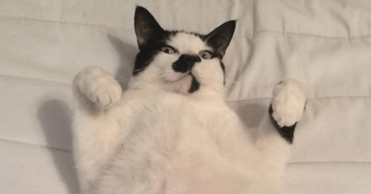 Mumtobe puts nappies on cat to prepare for parenthood Netmums