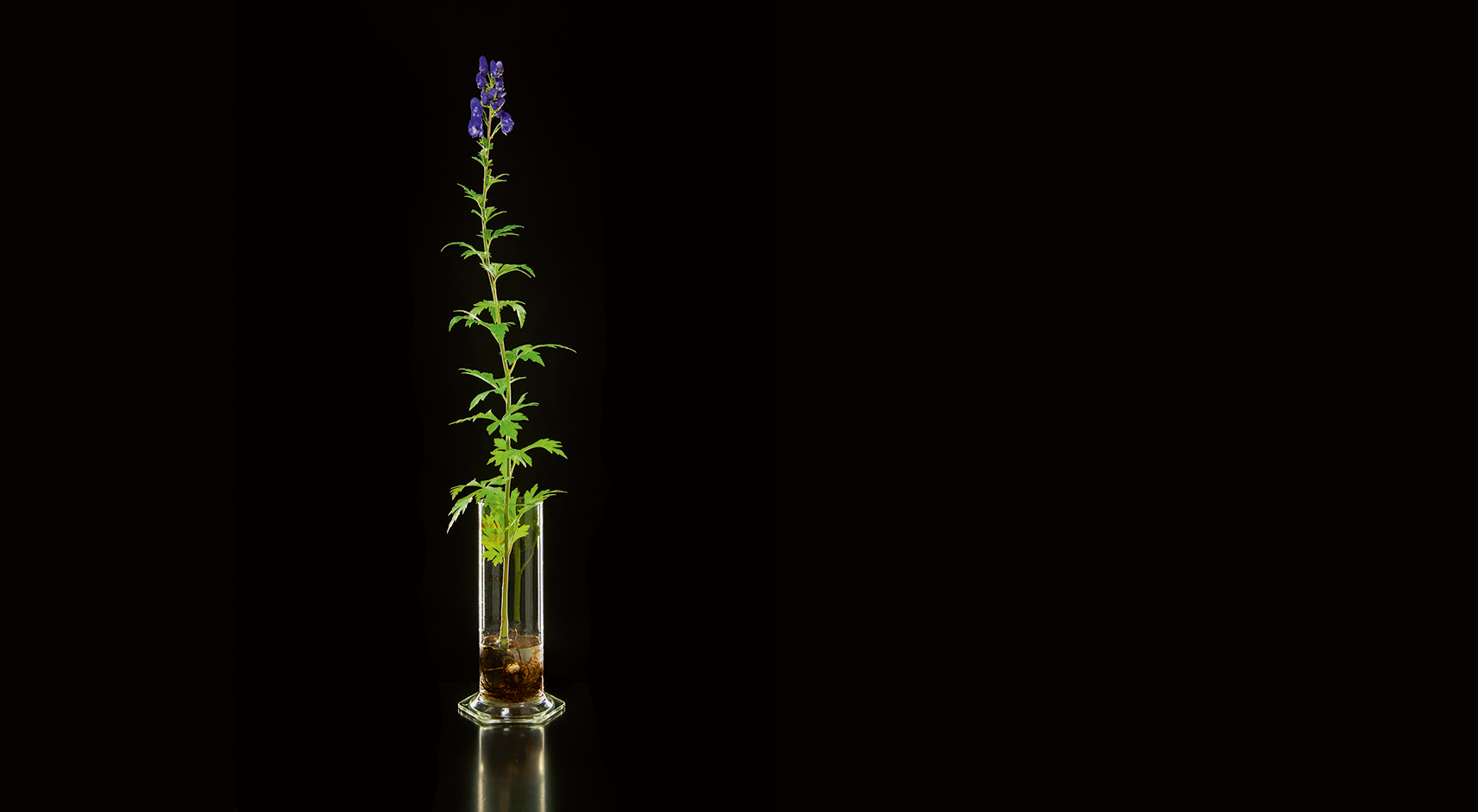 medical plant