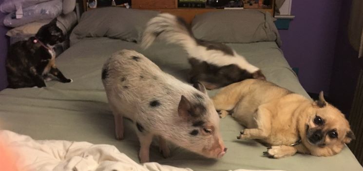A cat, dog, pig and skunk on a bed.