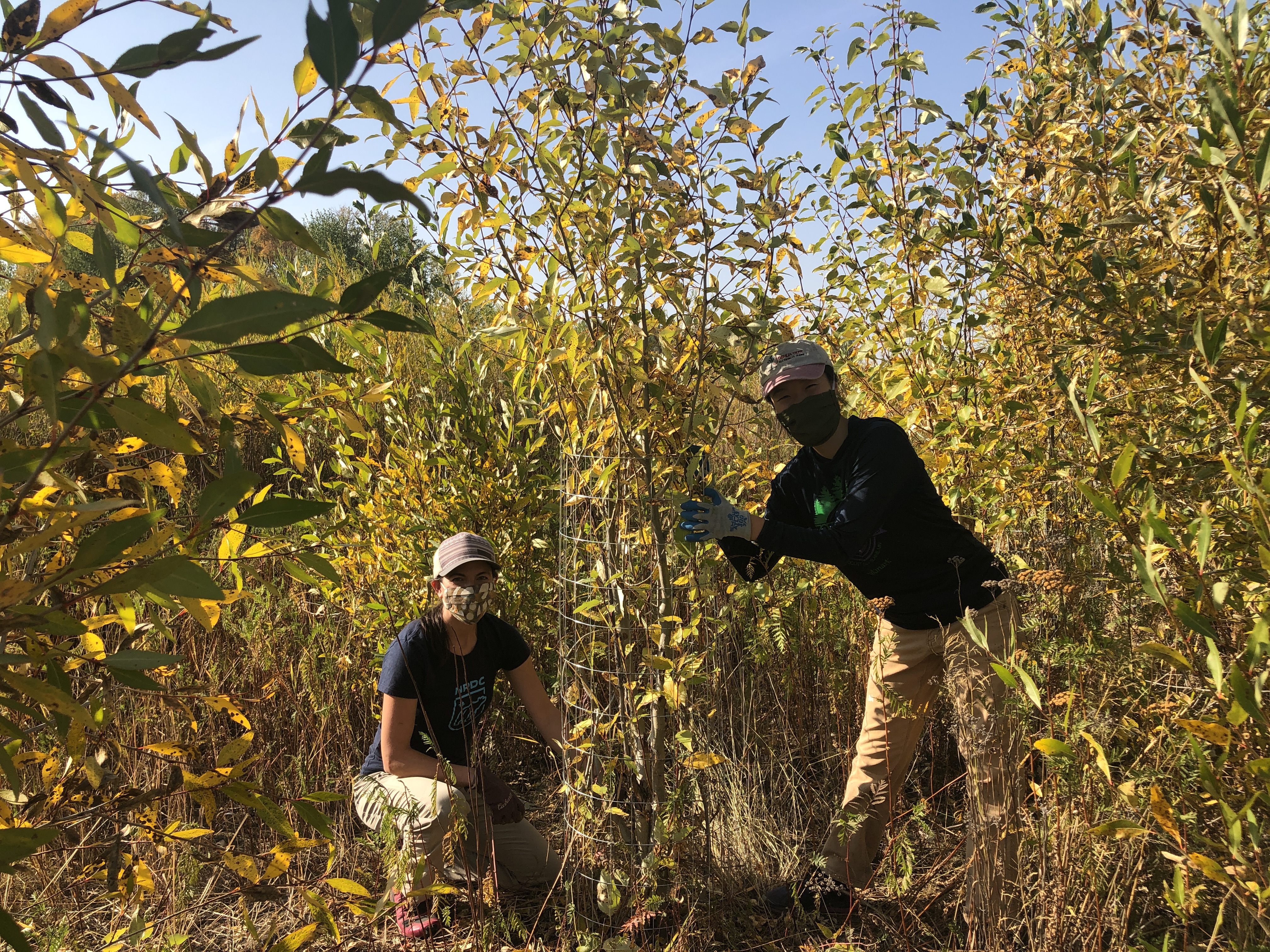 Wrapping trees to promote coexistence with beavers along the East Gallatin in Montana in October 2020.