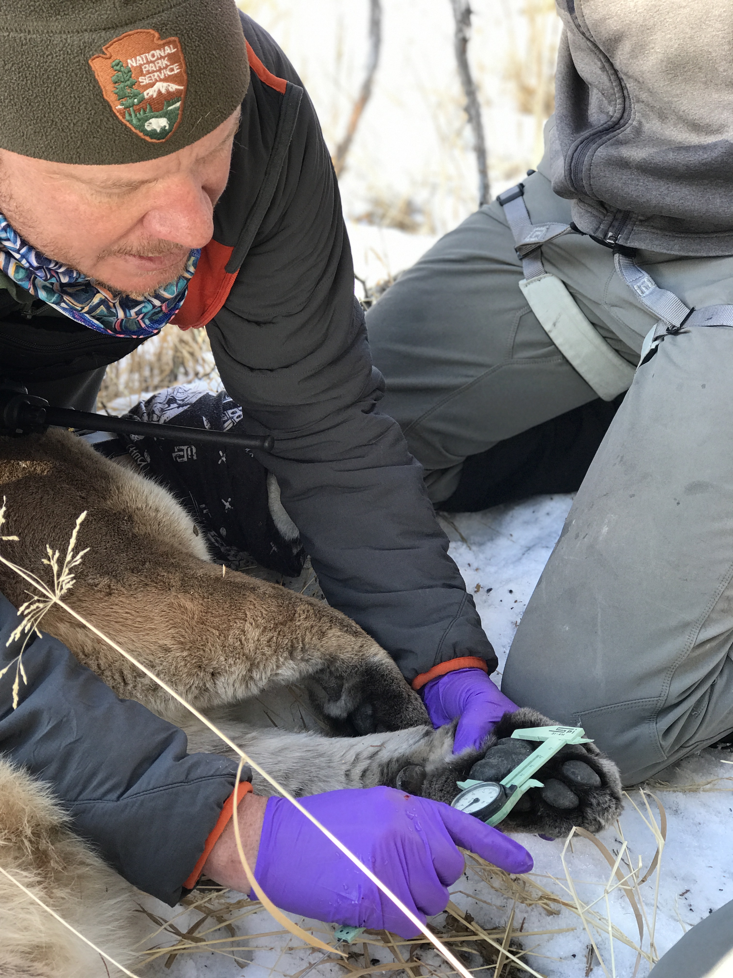 Two men measuring a mountain lion's paw size on Yellowstone National Park.