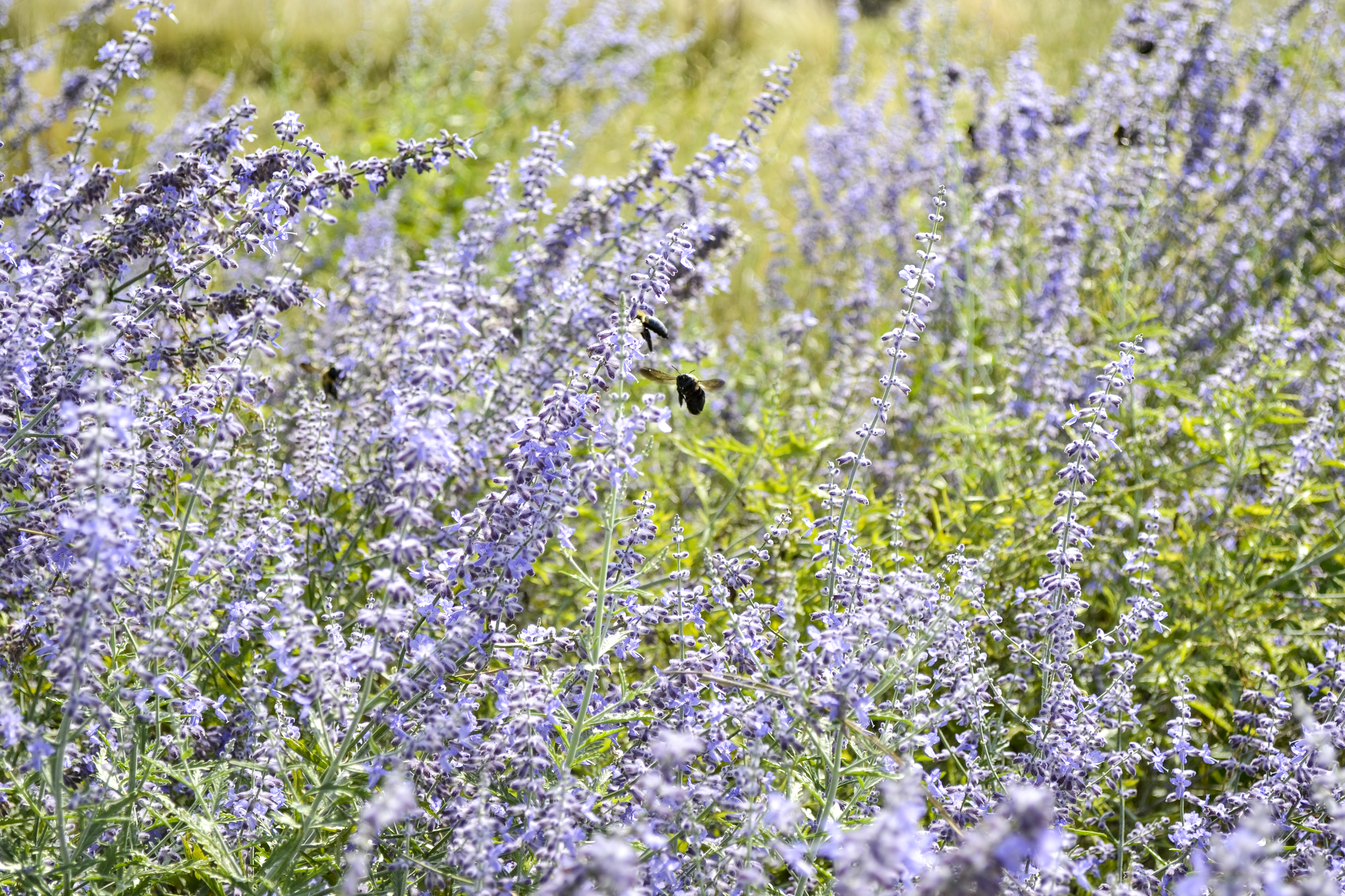 A photograph of a bee amidst purple flowers on a green roof.