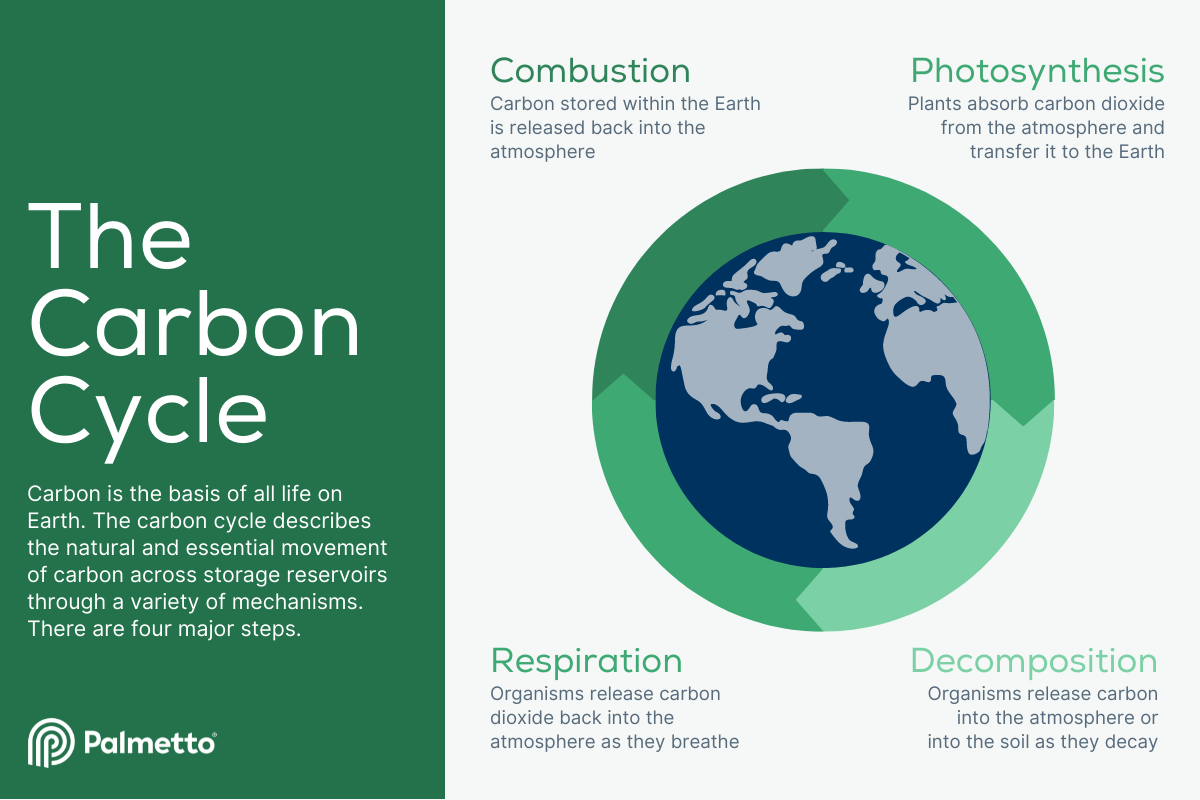 carbon cycle steps in order