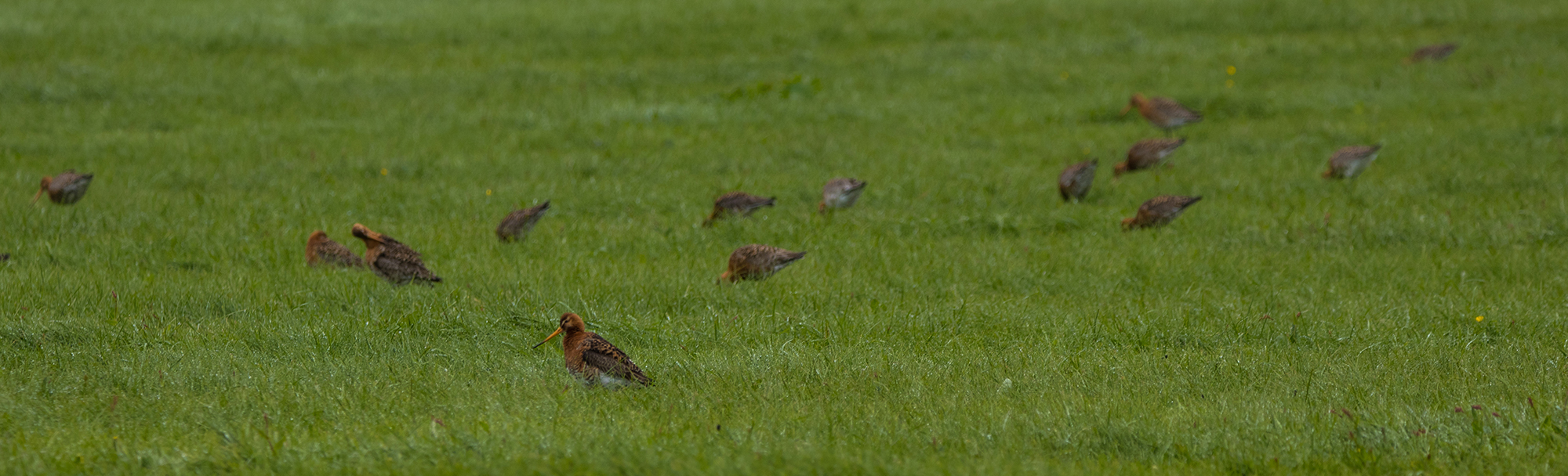 The Black-tailed Godwit