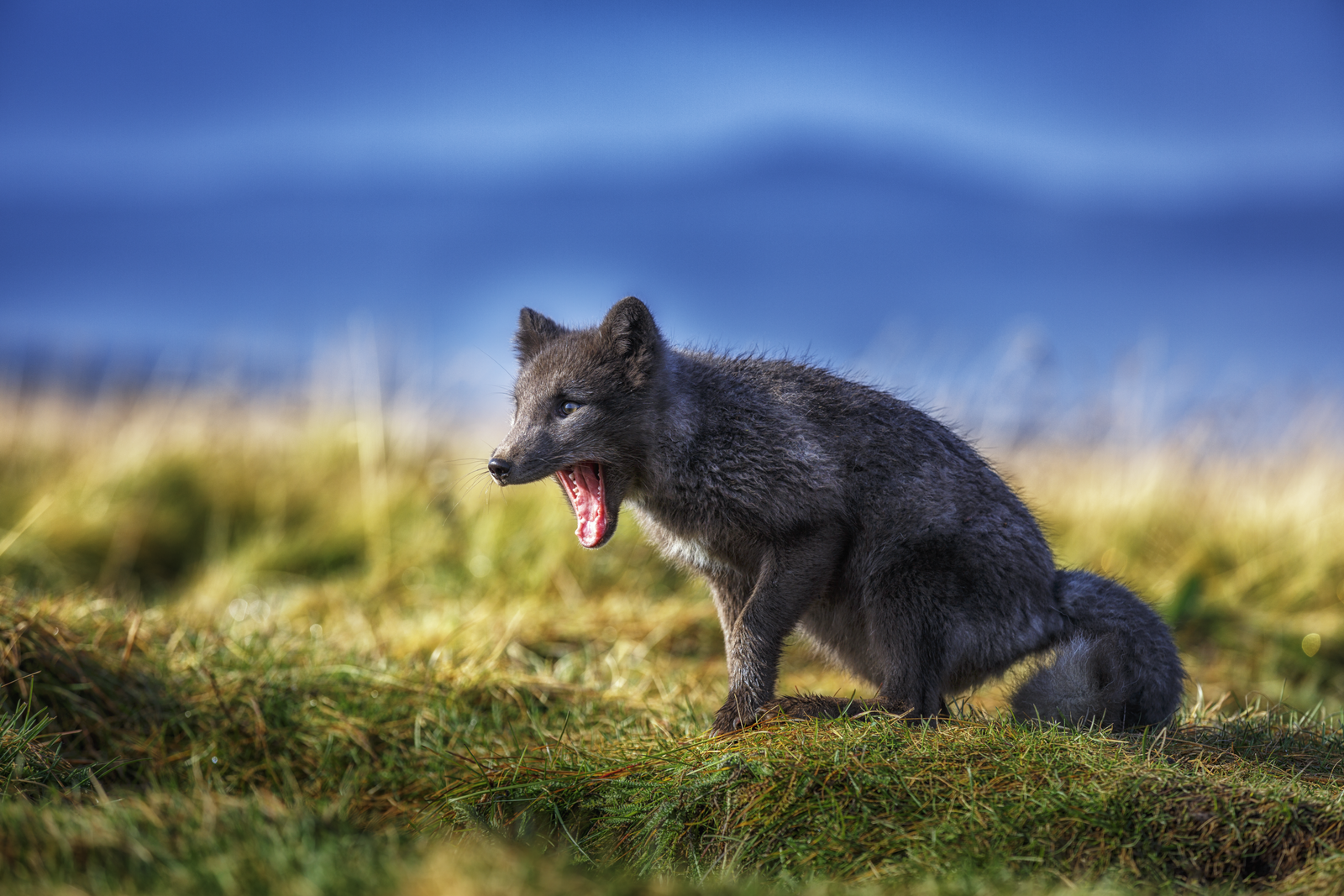 Arctic fox in Iceland