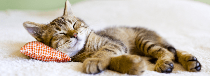 GARDE CHAT : garde de chat en famille d’accueil ou à domicile