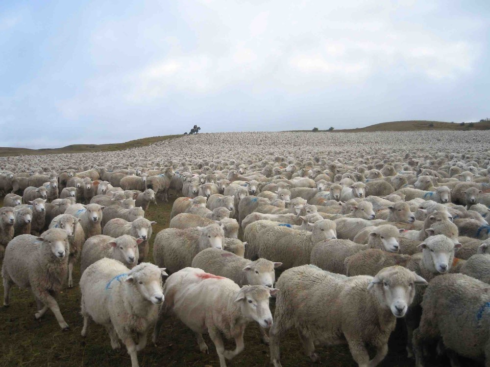 What Does Properly Managed Livestock Mean Savory