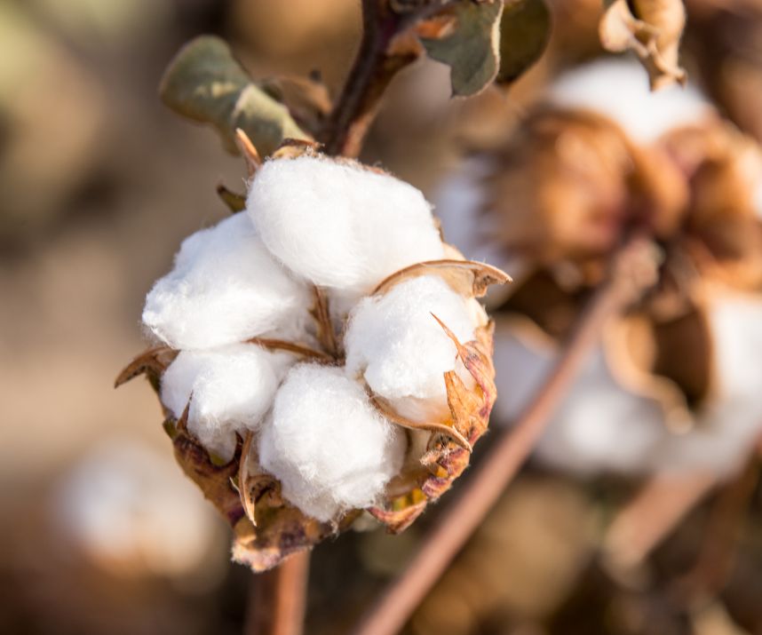 Mature cotton boll ready for harvest in a field of cotton