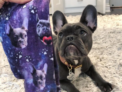 Black frenchie laying next to purple galaxy dog socks 
