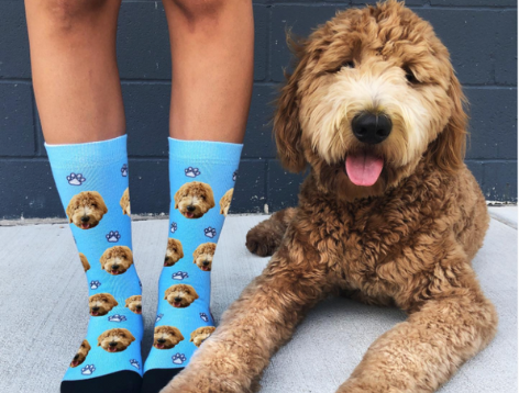 Goldendoodle laying next to blue dog socks gift 