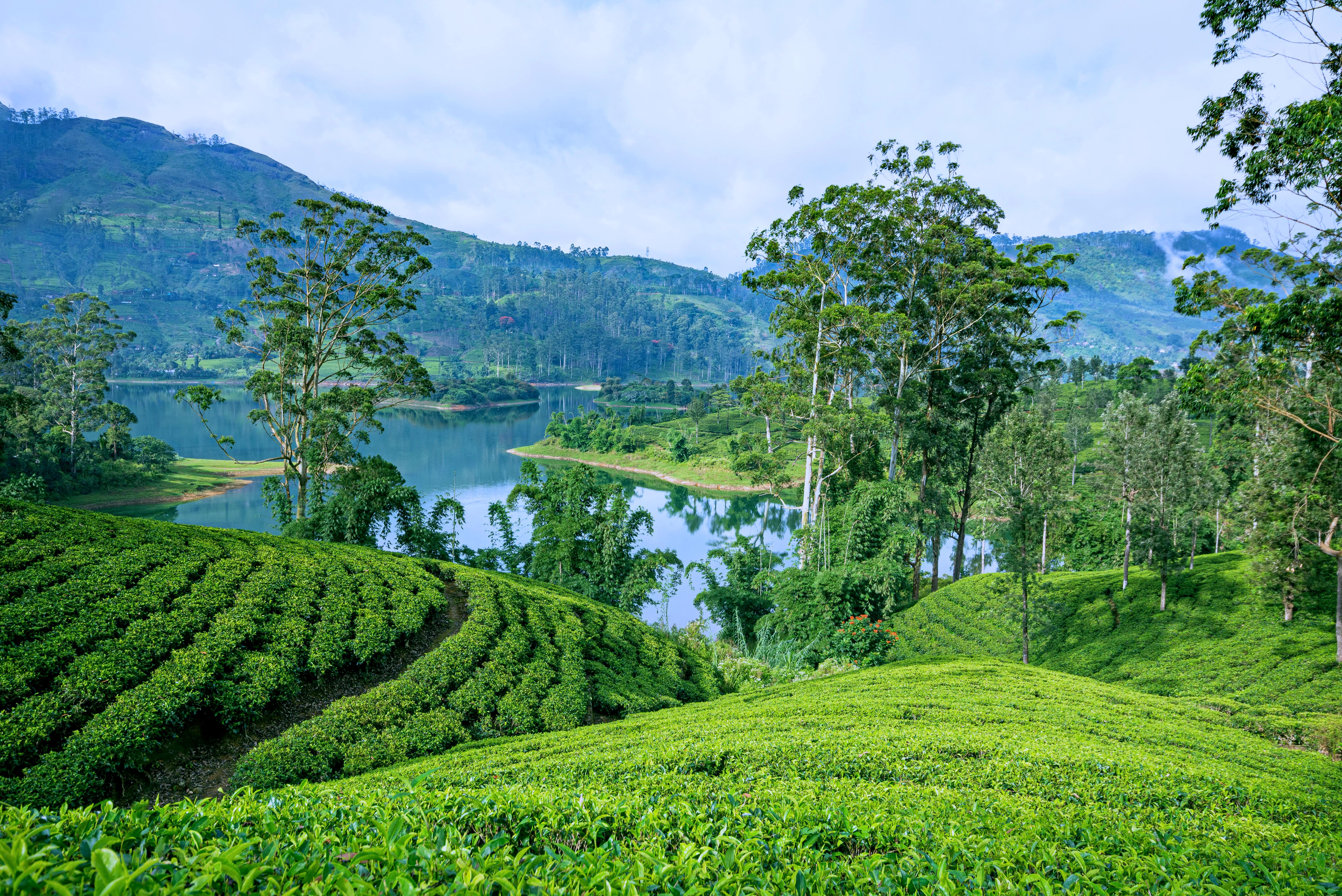 Ceylon tea plantations in Sri Lanka.