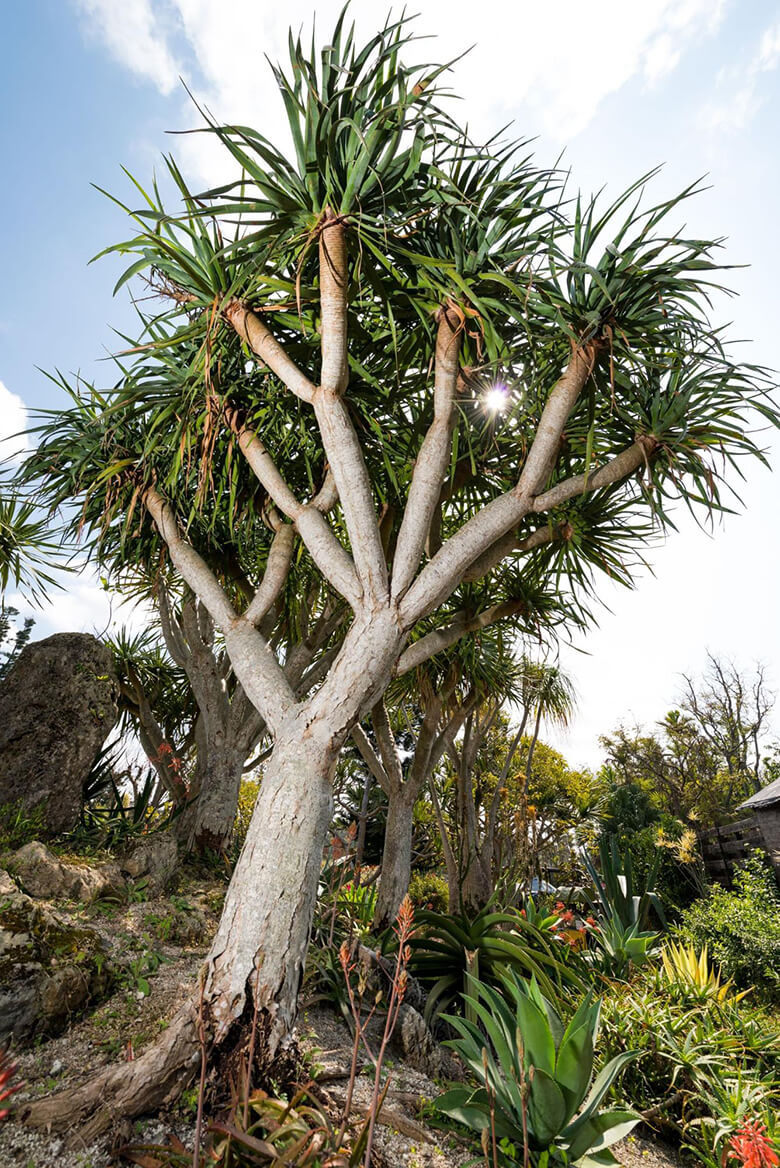 東南植物楽園 旅のガイド