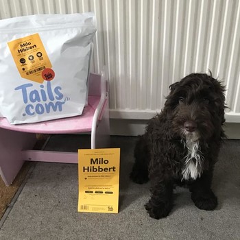 Jennifer & Milo the Cockapoo from London