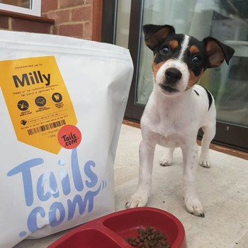 Sonia Milly the JRT puppy from Maidstone
