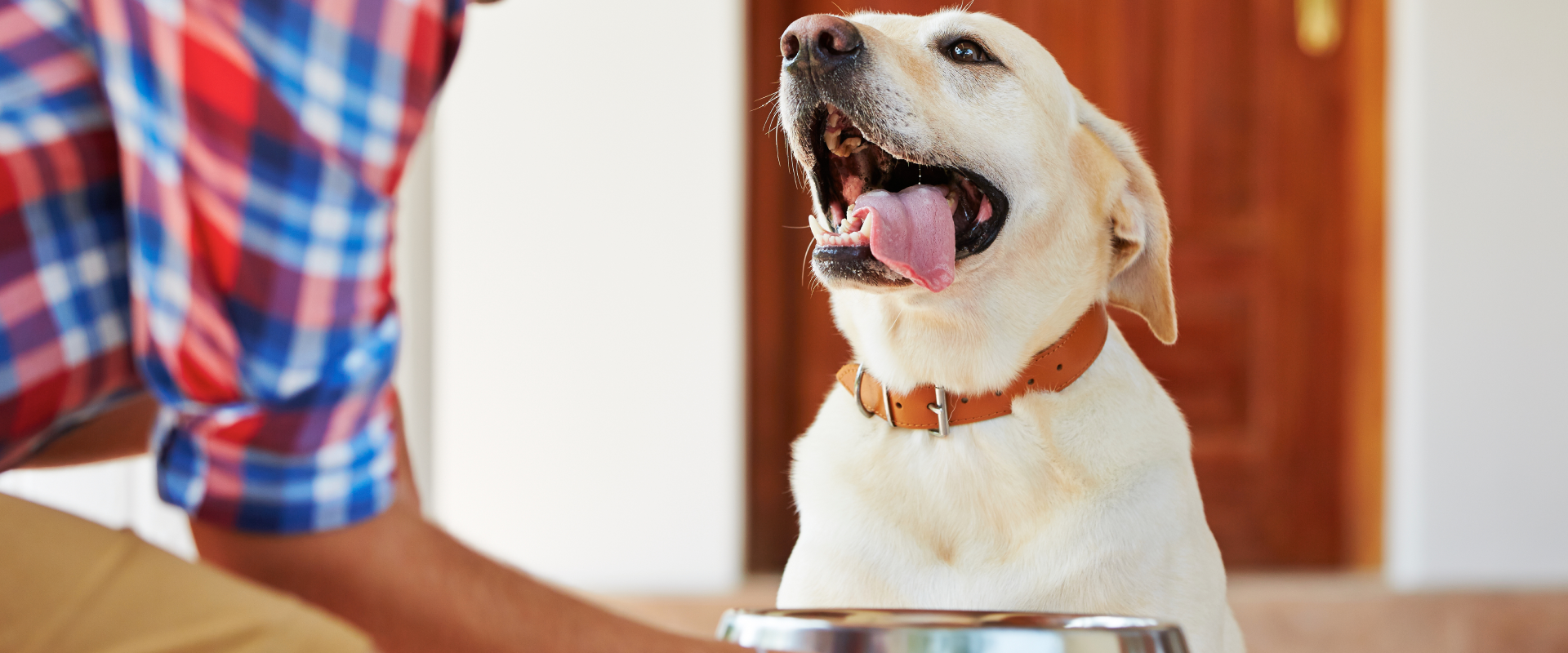 a white Labrador panting with its tongue lolling out whilst a human places a food bowl in front of them