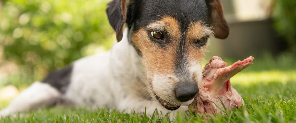 Dog eating pork bone