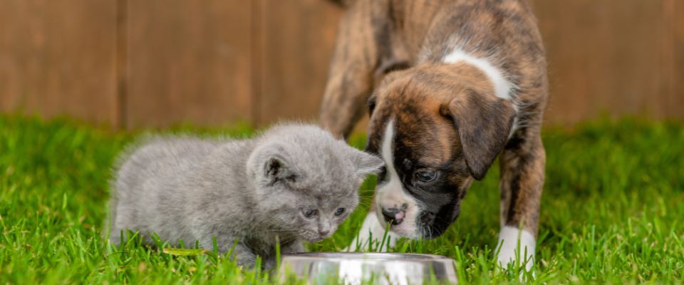 German boxer puppy and kitten eat together from one bowl on grass