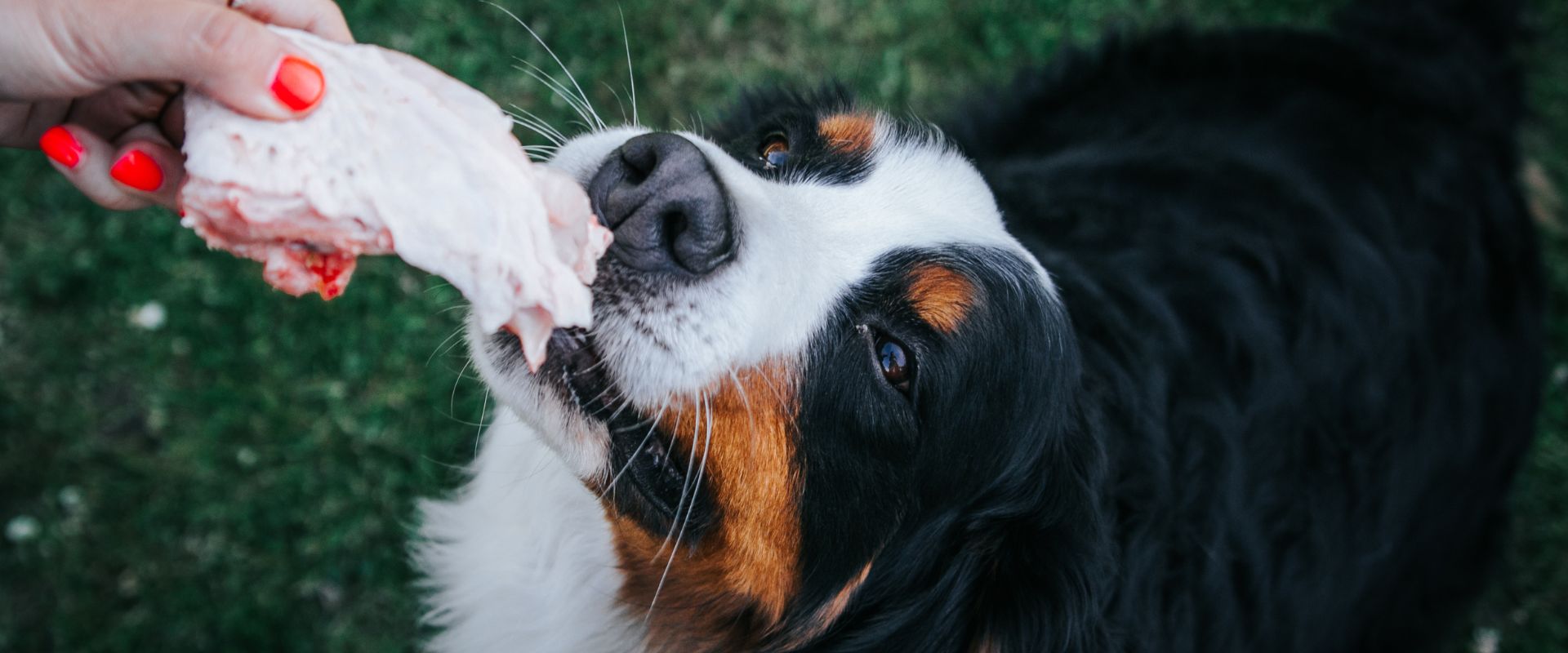 Bernese Mountain dog eating raw meat