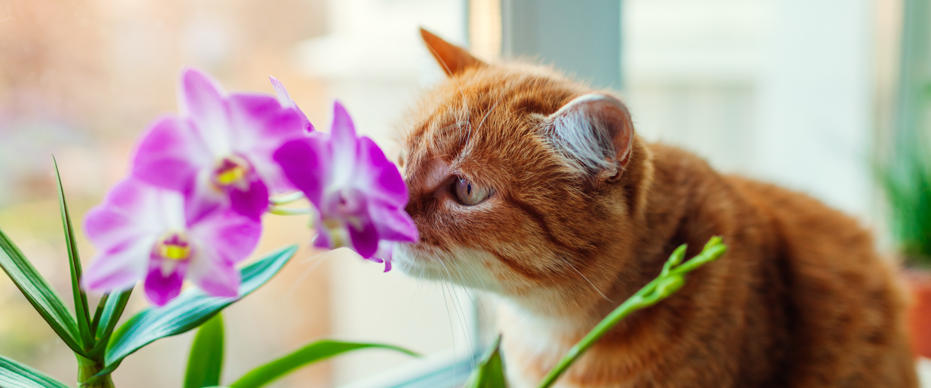 A cat sniffs some cat-safe flowers.