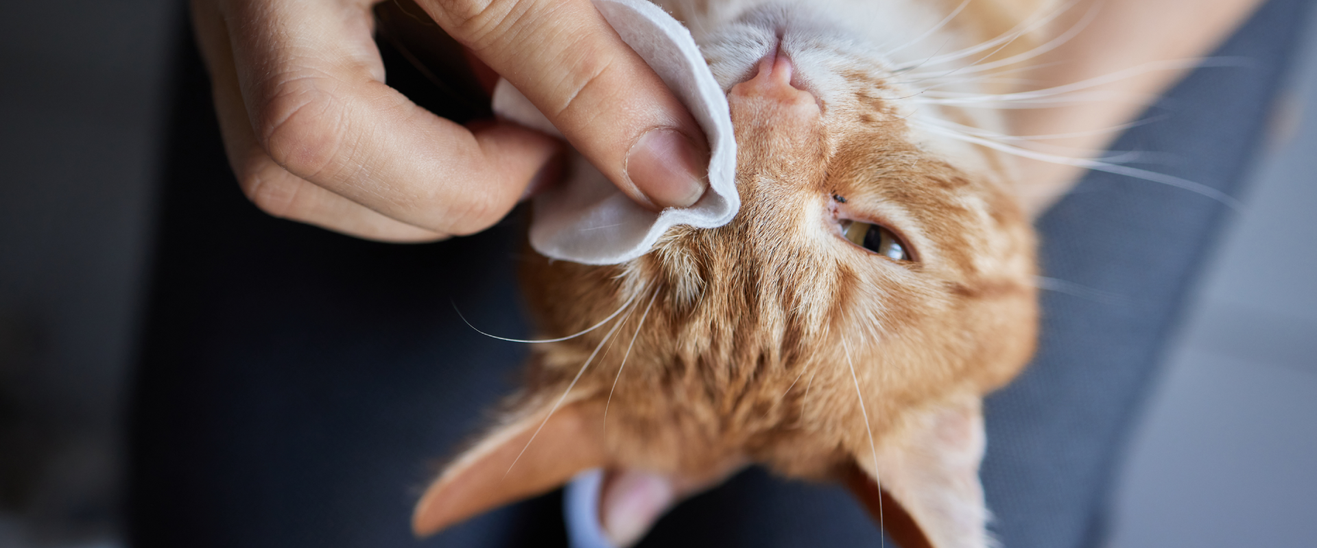 a ginger cat having its cat eye boogers wiped away with a cotton pad whilst being held by a human