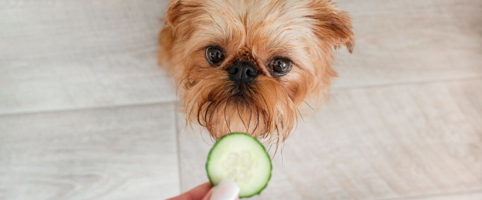 Dog waiting to eat cucumber slice