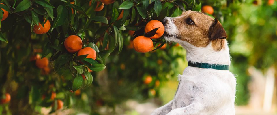 Jack Russell sniffing a mandarin tree