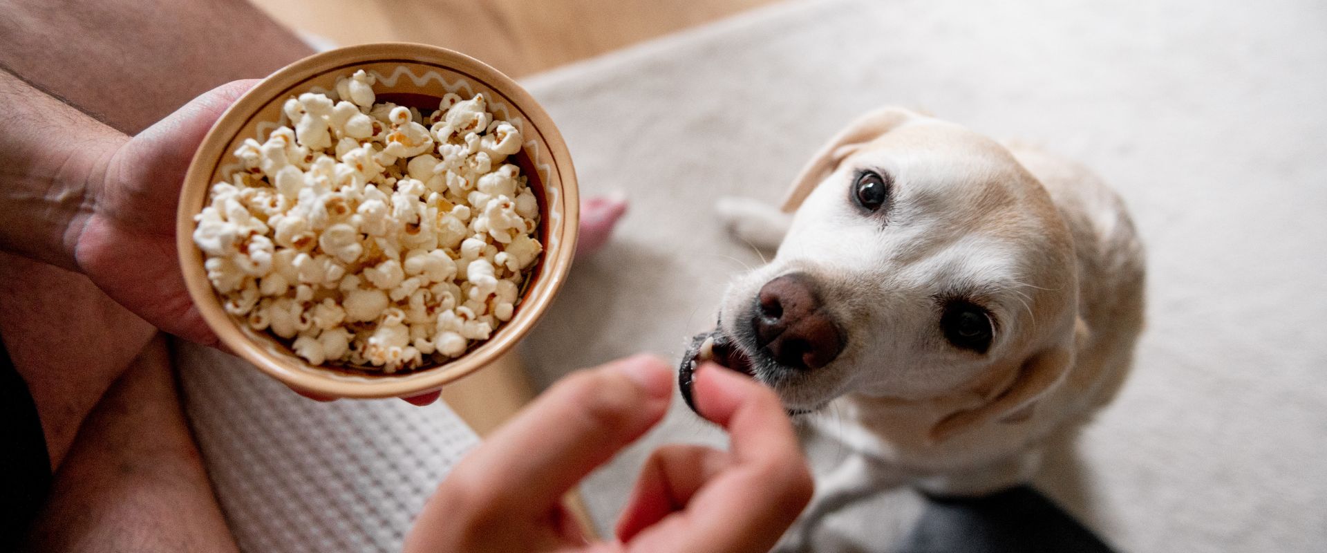 Labrador dog eating popcorn