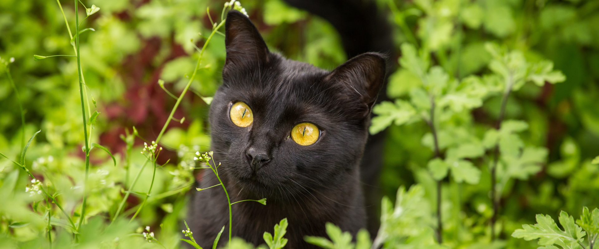 An outdoor cat exploring.