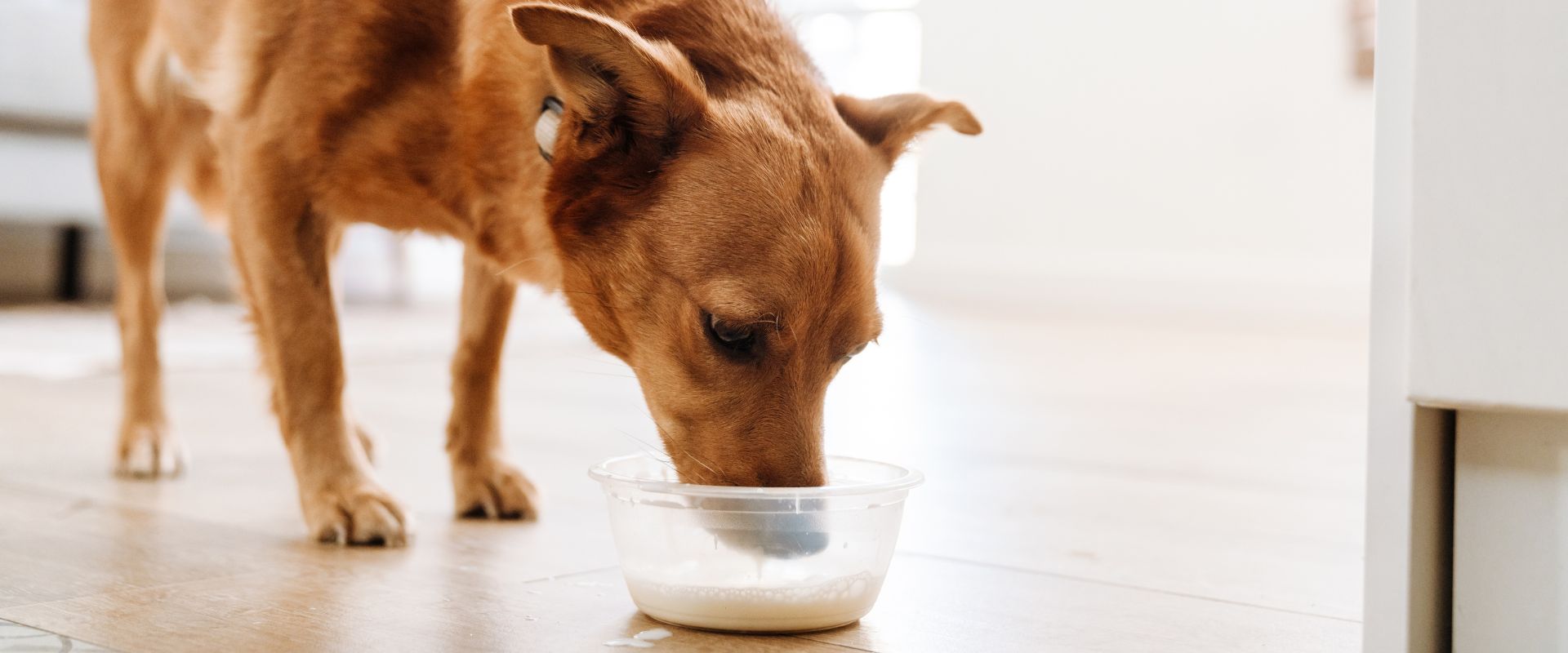 Dog drinking milk