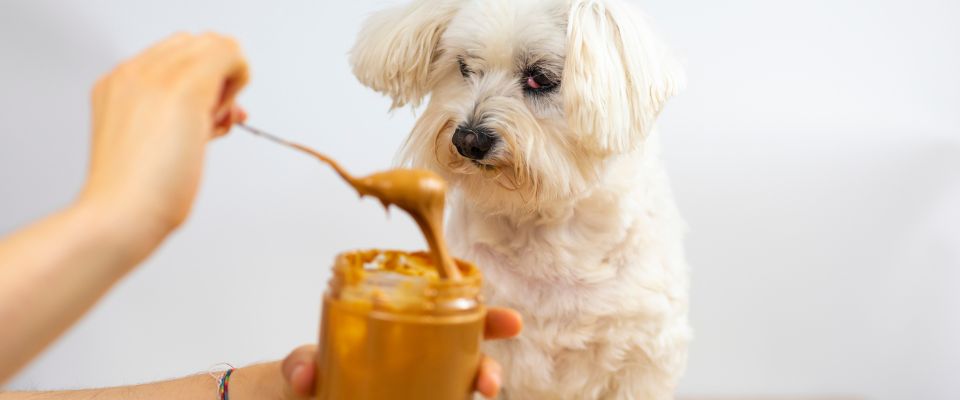 Small white dog eating peanut butter