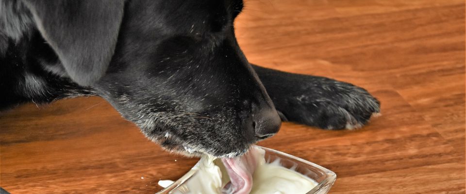 Black Lab dog eating yogurt
