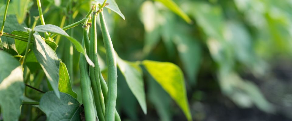 Green beans growing on plant